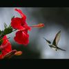 mostakim.rahman93