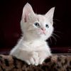yasir.jaan037