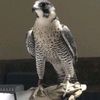 saleh___________711