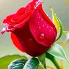 md.mustakin2963