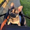 remitathefrenchie