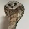 ok9111111