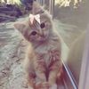 sid_ornot