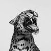 ..iz.m4r