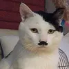 benjaminleiva45