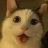 beneshik