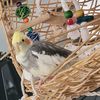birdloveer