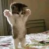 Sillycats4u