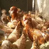 quail.kurdish