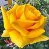 ahsaw269