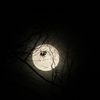 birdbythemoon