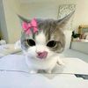luv_clarstarszx25