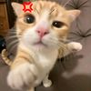 meawiiuu