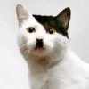adolf_kitler_1933