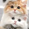 khadija.malik595