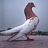 vdhdxbj.bxdjbb