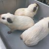 guinea.pig.cibitu