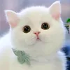 hong_anh468