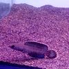 top_aquatik