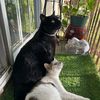 binx.and.simon