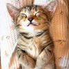 nala.the.rescue.kitten