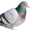 pigeon7000