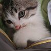 nasta444467