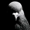 the.pigeon.god