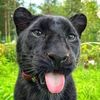 gamiri.da.panther