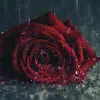 ___xvi0.5