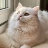 kittykomic00