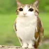 melonpicatmeowl
