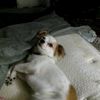 scarlet.my.baby.g
