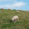 manuel.fellbaum2