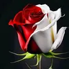 cwmkl5843606286680