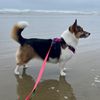 DAISY | The PNW Corgi