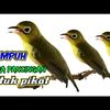 kecial.kuning60