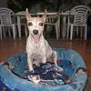 diego1_1armando
