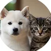 もふめし。