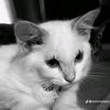 tujuhbelasfebruary_