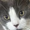 kitties4life6