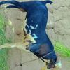 shahryaardahraaj