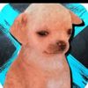 perrito_bsoficial