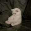 maryamrasheed941