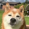 funnydog372