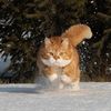 funny.cat.374