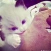 wllaann8