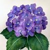 f_violet168