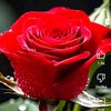 apple.mahmud637