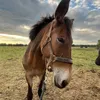 ronjaty